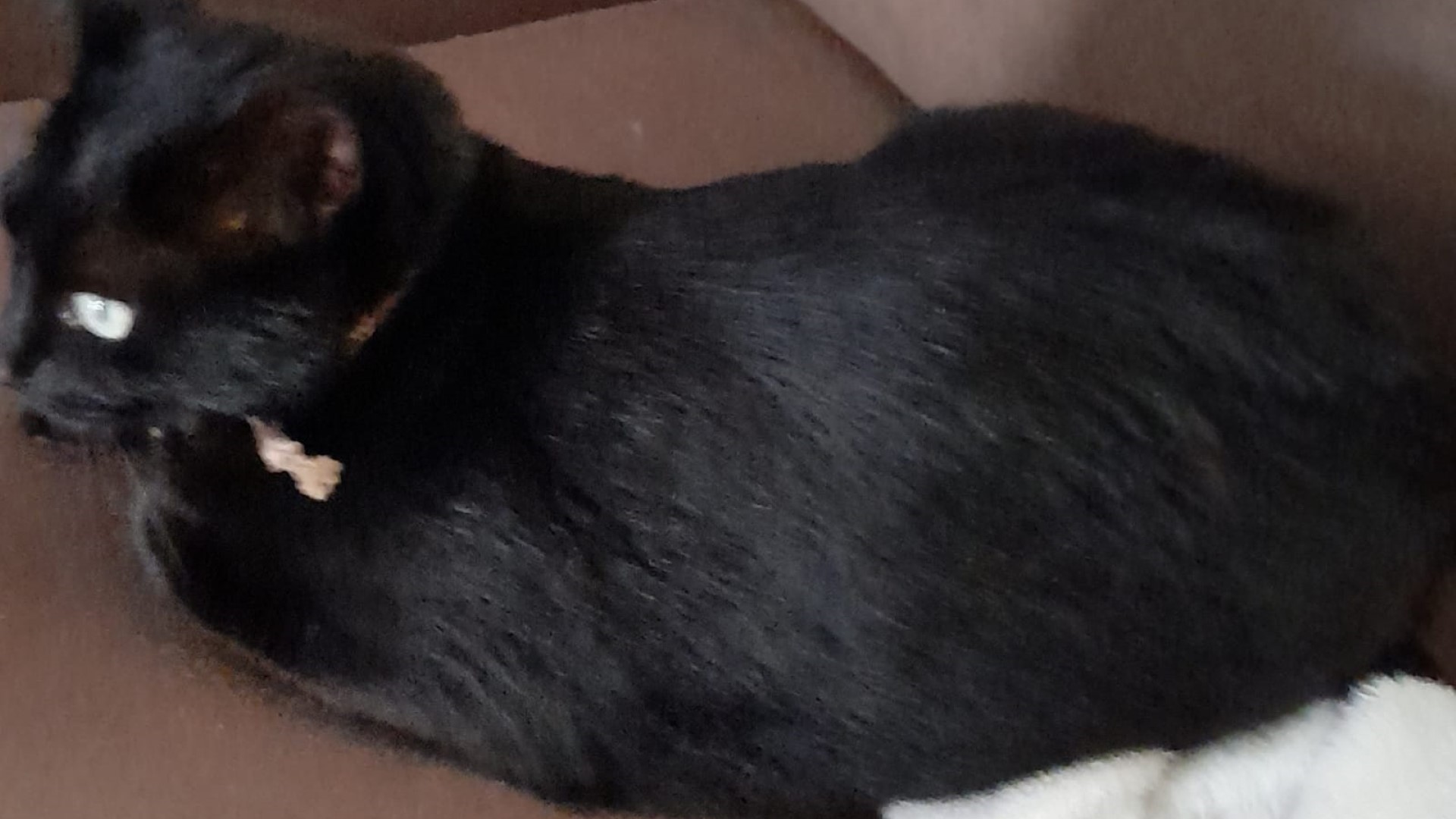 Gatinha “Luna” está perdida na região do Bela Vista