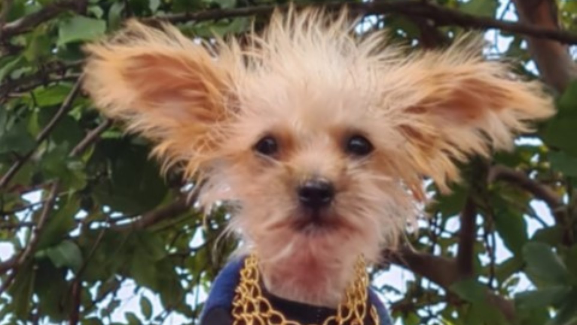 Cachorrinho “Feio” está perdido e crianças sentem a falta dele