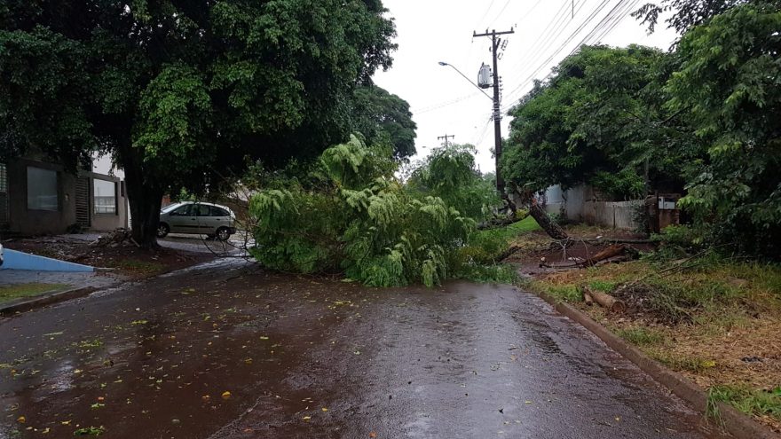 Queda de árvore deixa Rua Londrina interditada no São Cristóvão