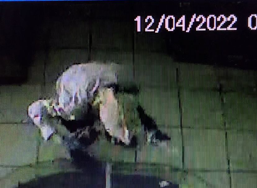 Polícia Civil prende três homens e um adolescente por furto qualificado em Eldorado