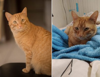 Gatinho desapareceu de residência na Rua Recife, no Centro, e dona pede ajuda para recuperá-lo Imagem referente a Gatinho desapareceu de residência na Rua Recife, no Centro, e dona pede ajuda para recuperá-lo