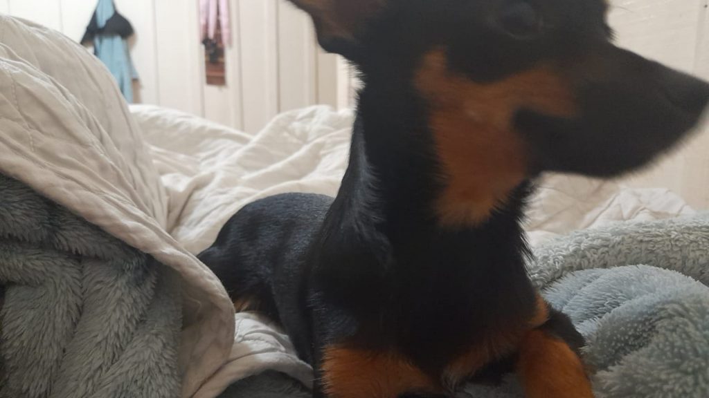 Pinscher está perdido e dona pede ajuda para encontrá-lo