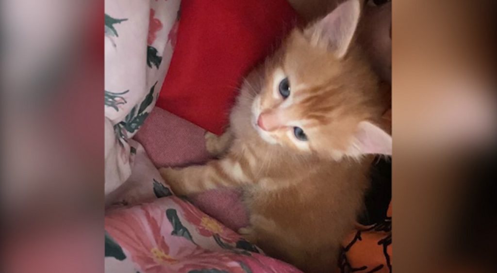 Internauta procura gatinho que sumiu na região do Bairro Parque São Paulo