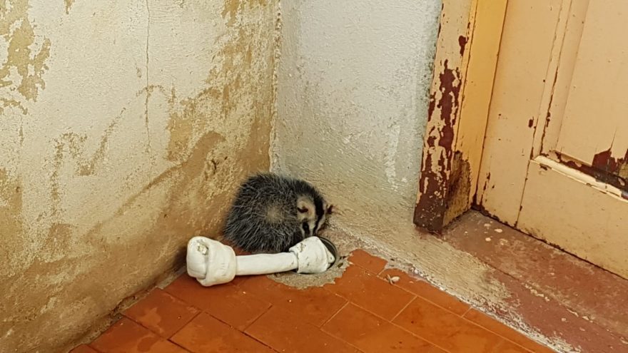 “Todo mundo morreu em Cascavel”, afirma moradora que não consegue apoio para resgate de saruê