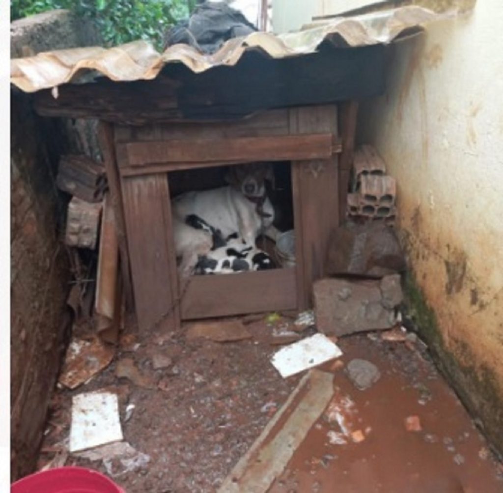 Homem é preso por maus tratos aos animais em Francisco Beltrão