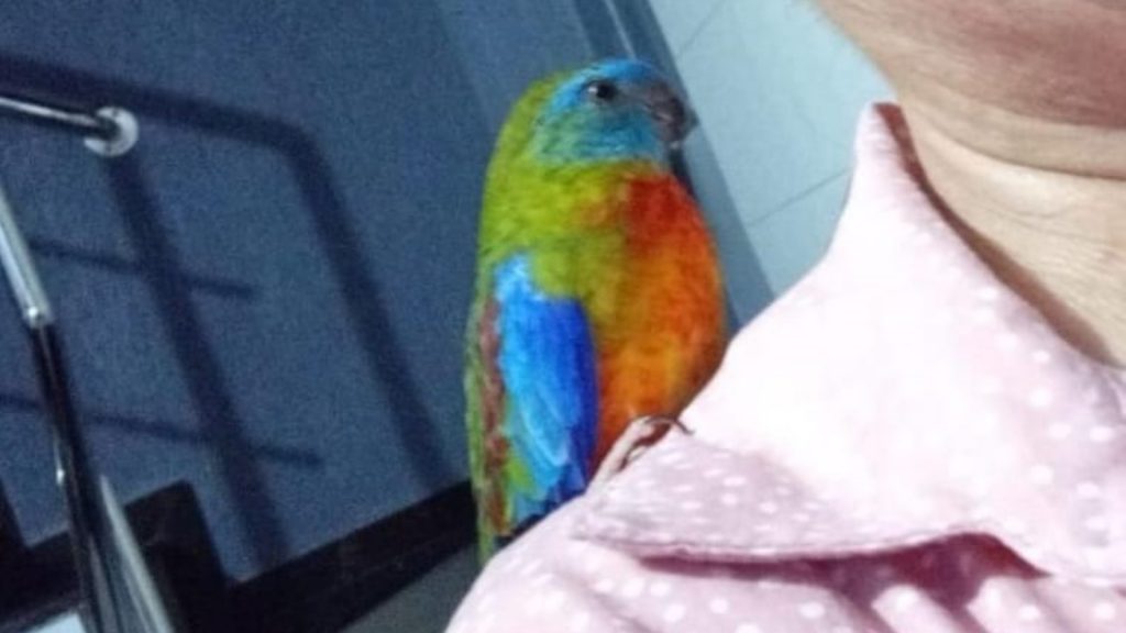 Você viu o ferinha? Ele desapareceu na Rua Fortaleza, perto do Ecopark Oeste