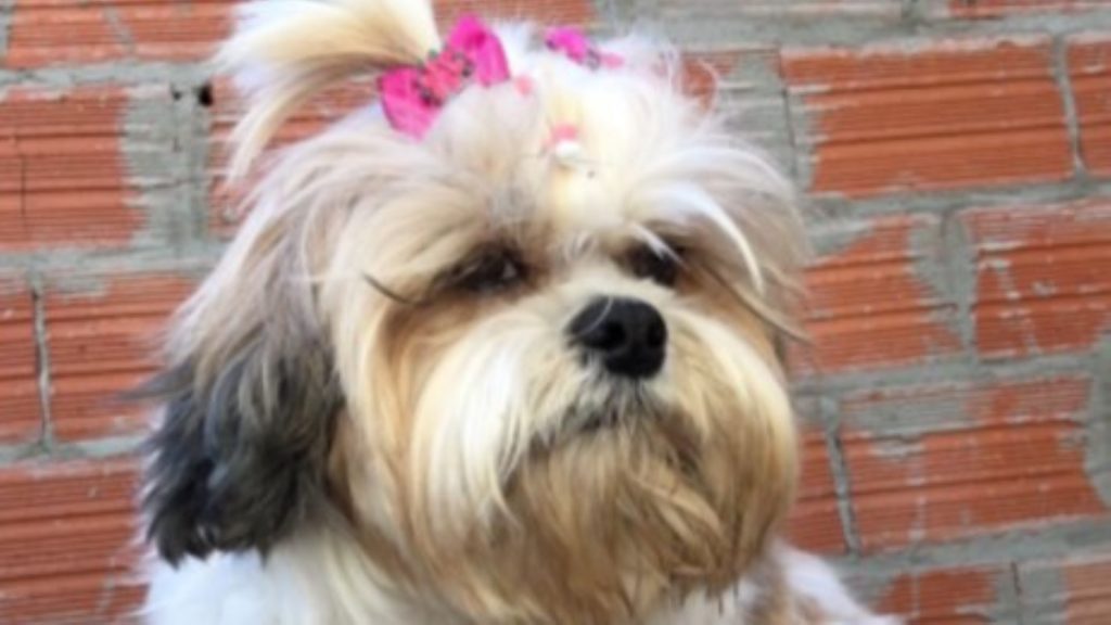 Cachorrinha fugiu no Bairro Interlagos e dono pede ajuda para encontra-la