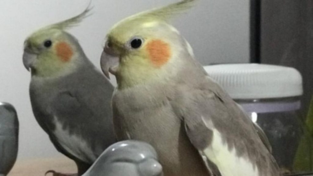 Calopsita fugiu de condomínio na Rua Jorge Lacerda