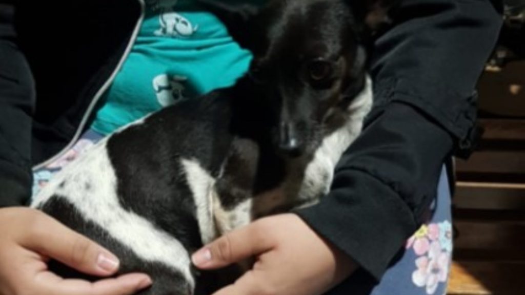 Cachorrinho é encontrado no Bairro Floresta
