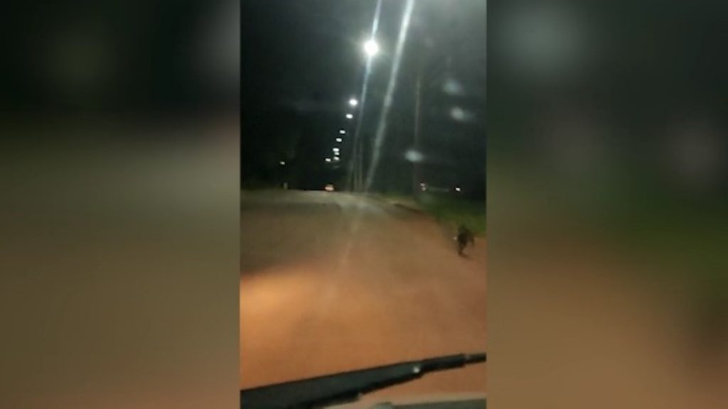 Crueldade: Vídeo mostra cachorrinho correndo atrás do carro que o teria abandonado em Cascavel