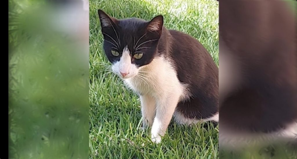 Gato apareceu em uma residência no Bairro Brasília próximo a UPA 2