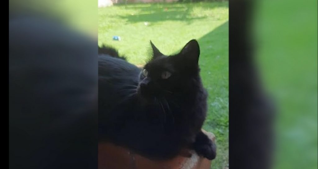 Fumaça desapareceu hoje na Rua Joaquim Távora no Bairro Neva