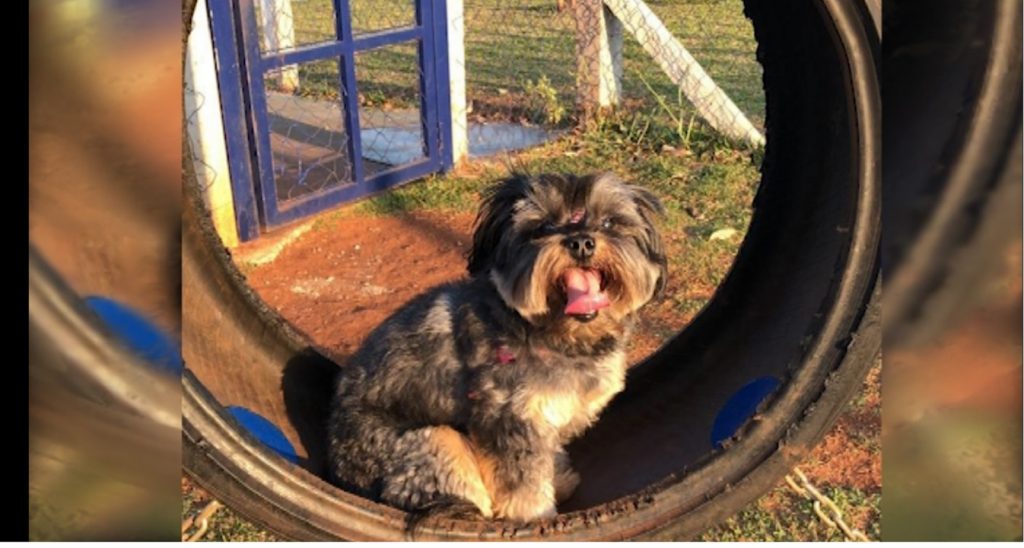 Internauta oferece mil reais para quem devolver cachorrinho de estimação