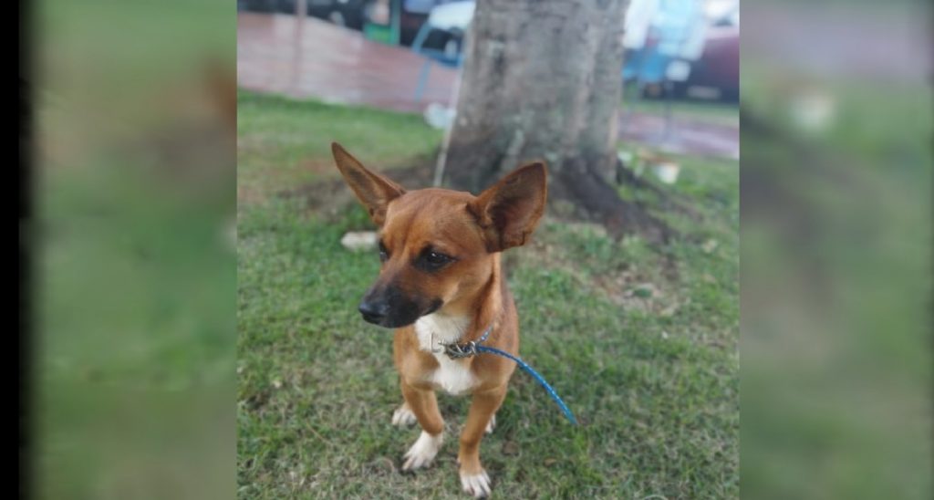 Cachorrinho é encontrado perdido na Rua Erechim