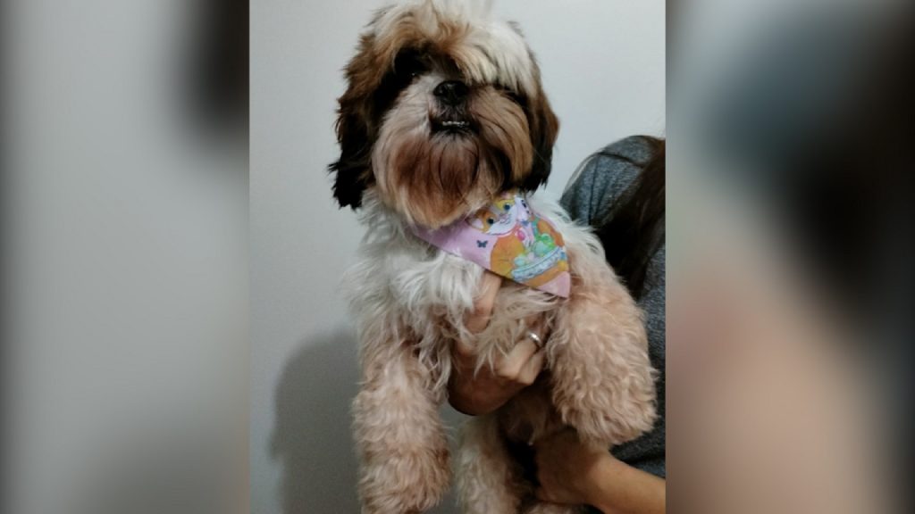 Internauta encontra cachorrinha no Bairro Alto Alegre e procura pelo dono