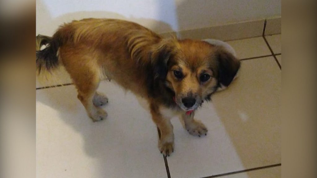 Internauta localiza cachorra no Novo Milênio e tenta encontrar o dono