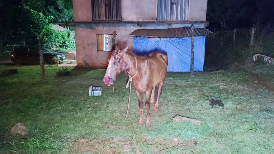 Suposto ataque de onça deixa cavalo ferido no Bairro Lago Azul