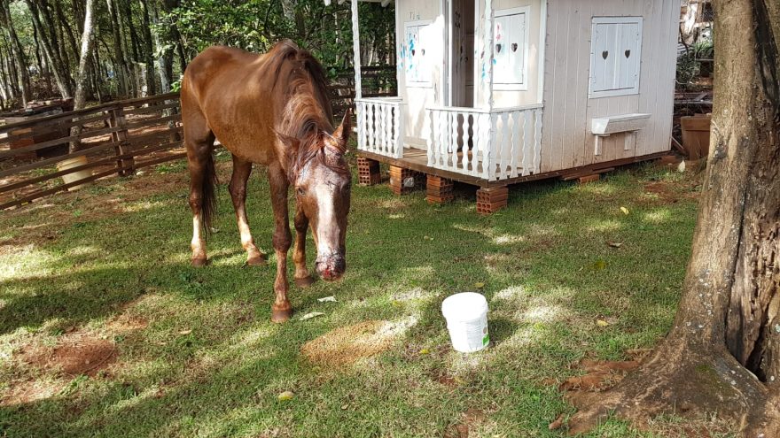 Cavalo atacado por onça recebe atendimento de veterinário: “As lesões são características de ataque felino”