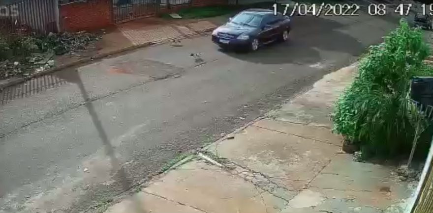 Cachorrinho é atropelado no Bairro Tarumã e motorista foge sem prestar socorro