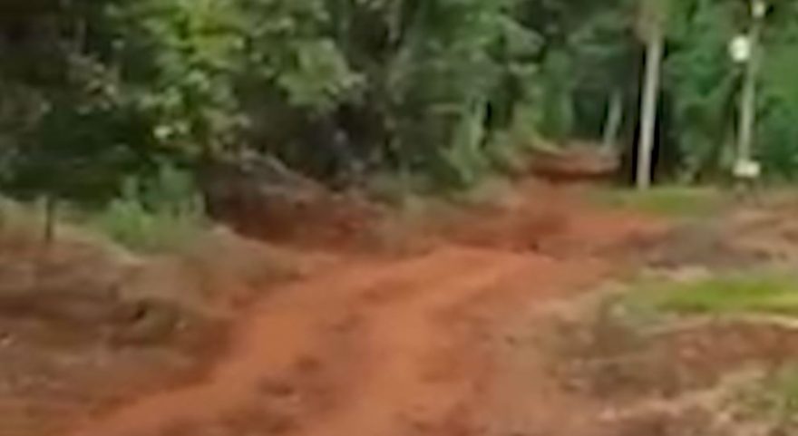 Suposta onça que atacou cavalo no Lago Azul é flagrada por moradores