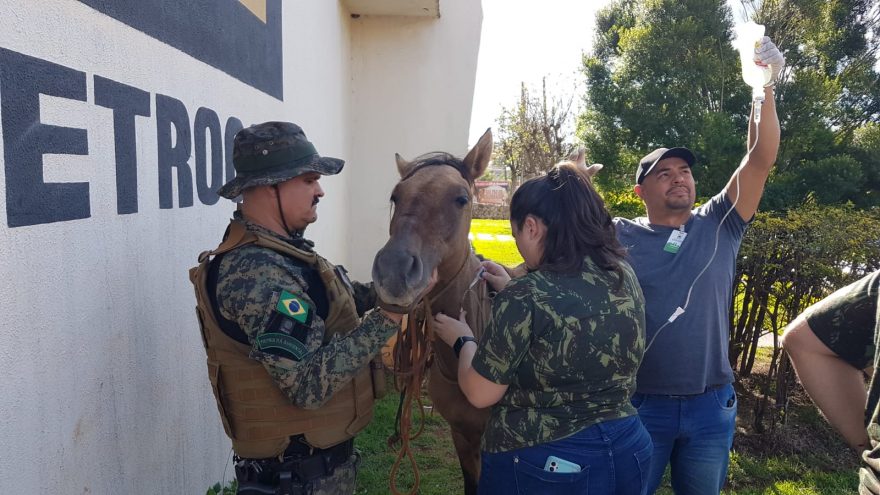 Cavalo em situação de maus-tratos é resgatado pela Patrulha Ambiental e recebe tratamento veterinário
