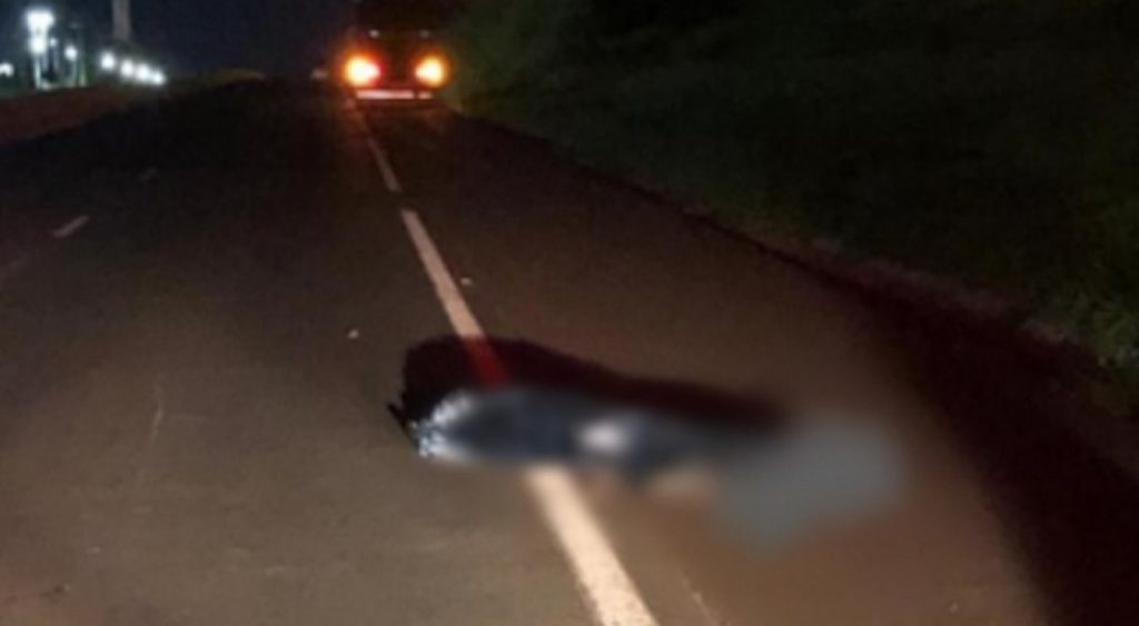 Carreta carregada com suínos atropela e mata pedestre que tentava atravessar rodovia em Marechal Cândido Rondon