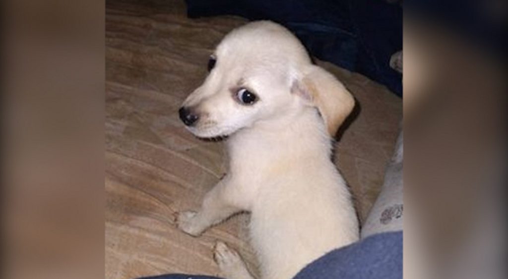 Internauta procura por cachorrinho que sumiu na região do Santo Onofre