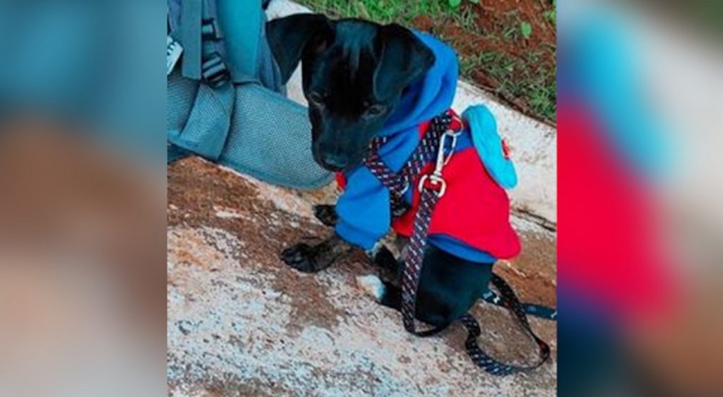 Internauta procura por cachorrinho que desapareceu na região do Bairro Cascavel Velho