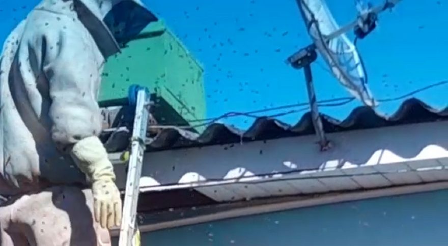 Enxame de abelhas em residência no Universitário é removido pela Defesa Civil
