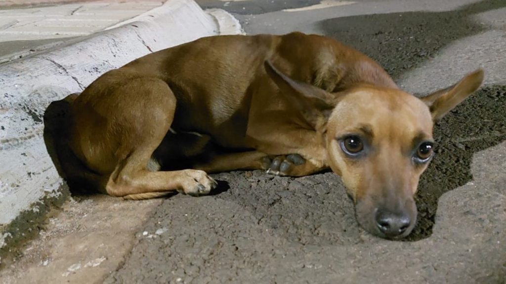 Cachorro é atropelado e condutor não parou para socorrer