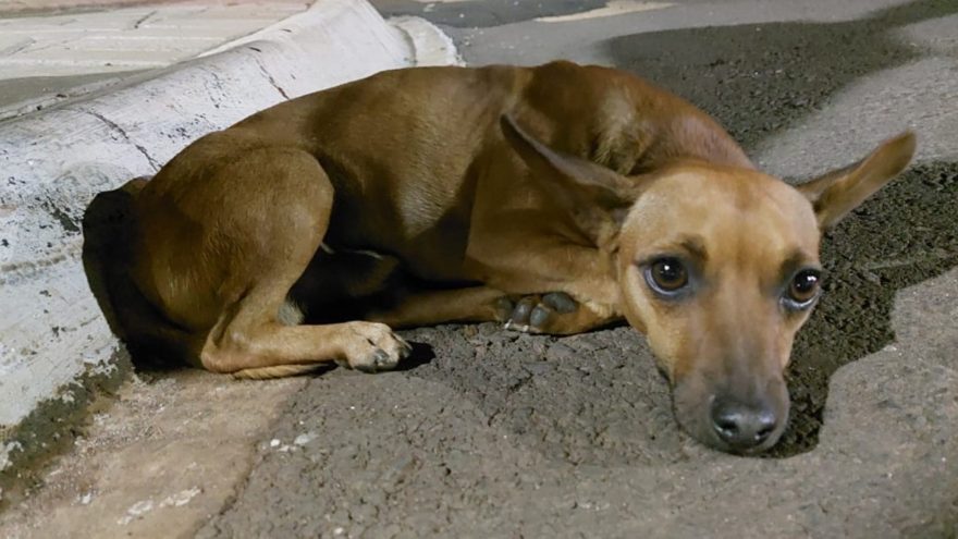 Cachorro é atropelado e condutor não parou para socorrer