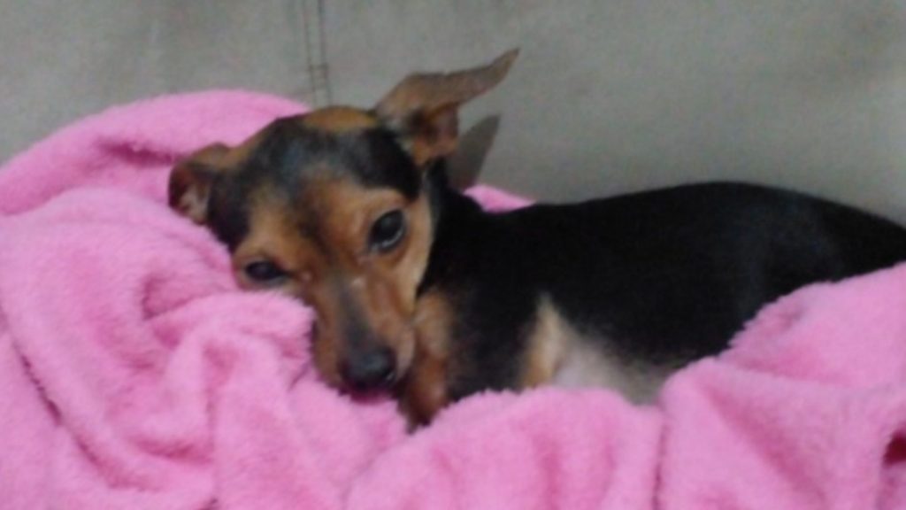 Cachorrinho sumiu e menina de oito anos está sentindo muita falta