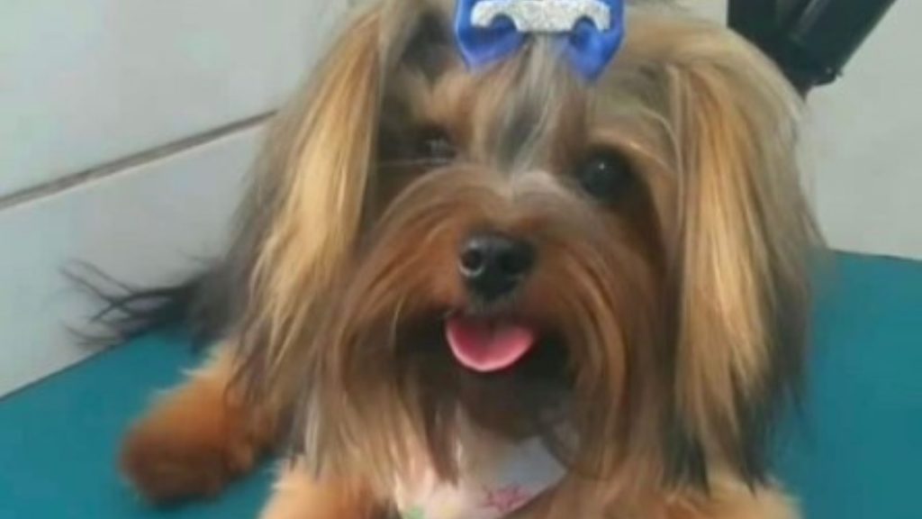 Cachorrinho “Little” está perdida na região do Alto Alegre