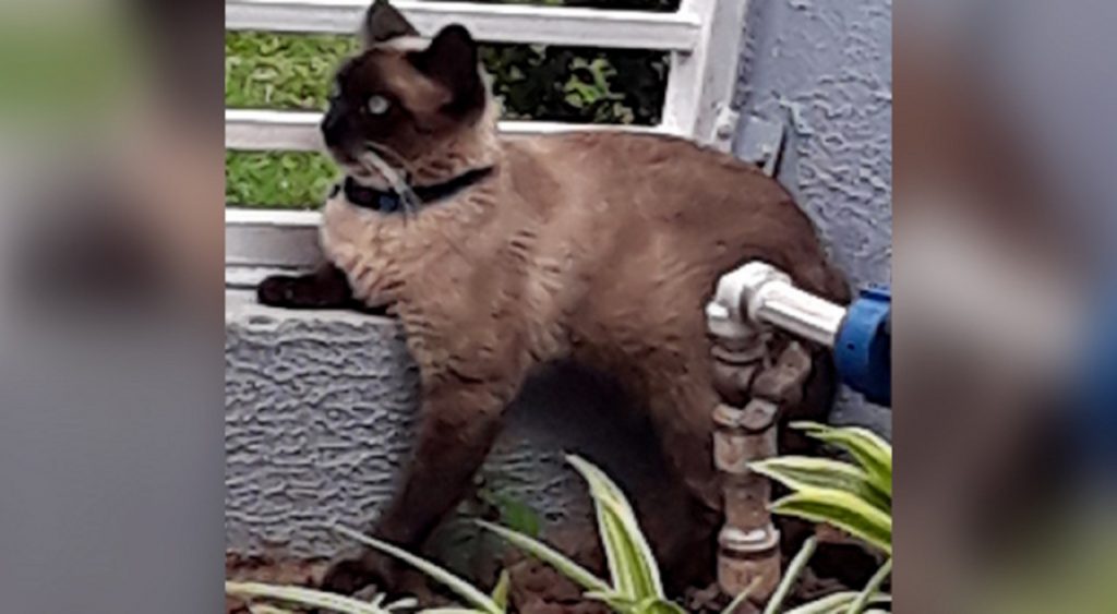 Internauta procura por gatinho que sumiu na região do Bairro Santa Felicidade