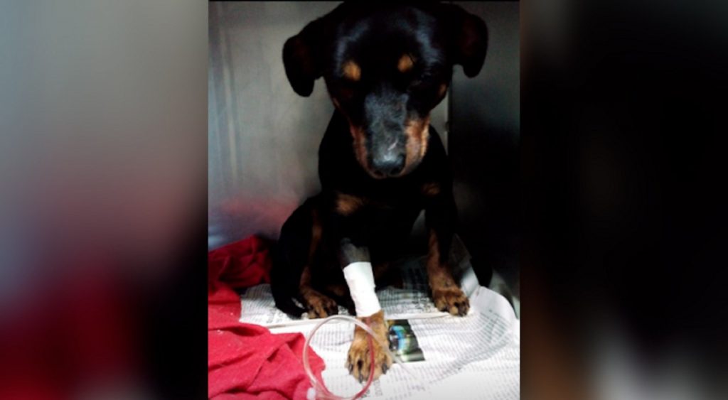 Internauta comunica que encontrou cãozinho atropelado, levou para médico veterinário e agora procura pelo dono