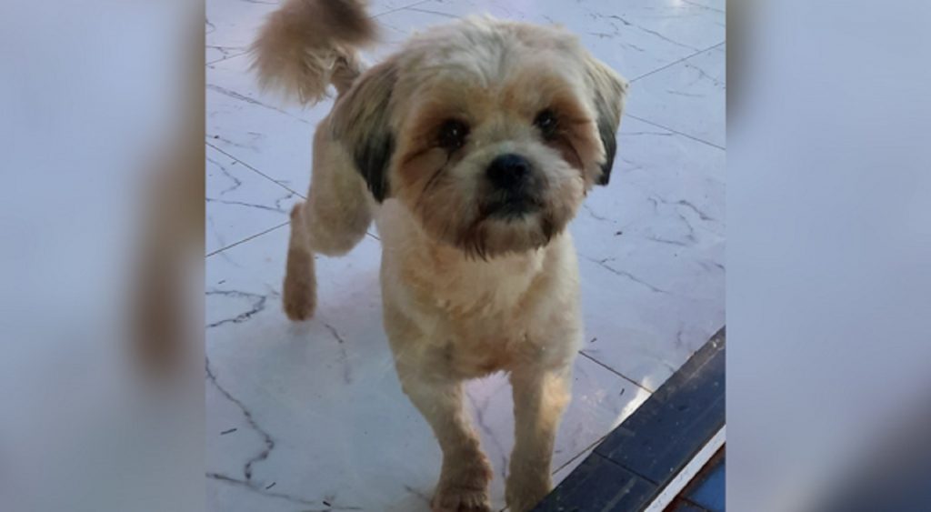 Internauta localiza cachorro perdido no Jardim Itália, em Cascavel