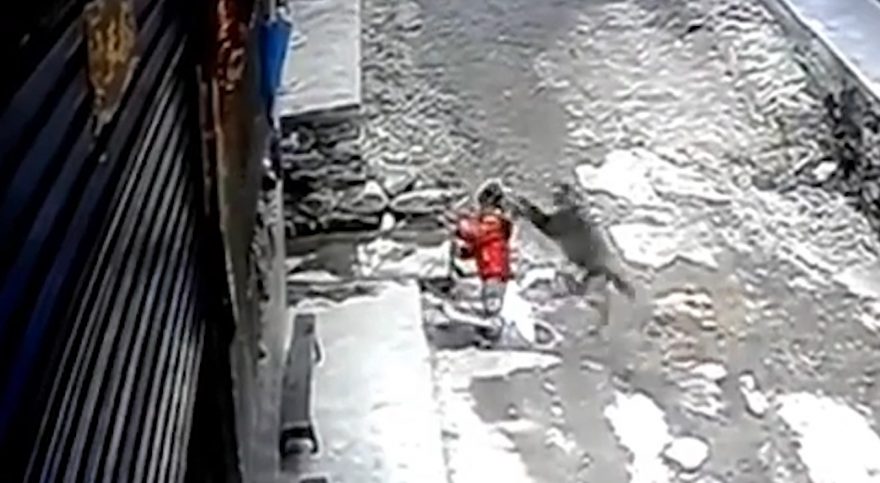 Macaco velho conhecido da polícia “tenta sequestrar” criança enquanto ela brinca com patinete
