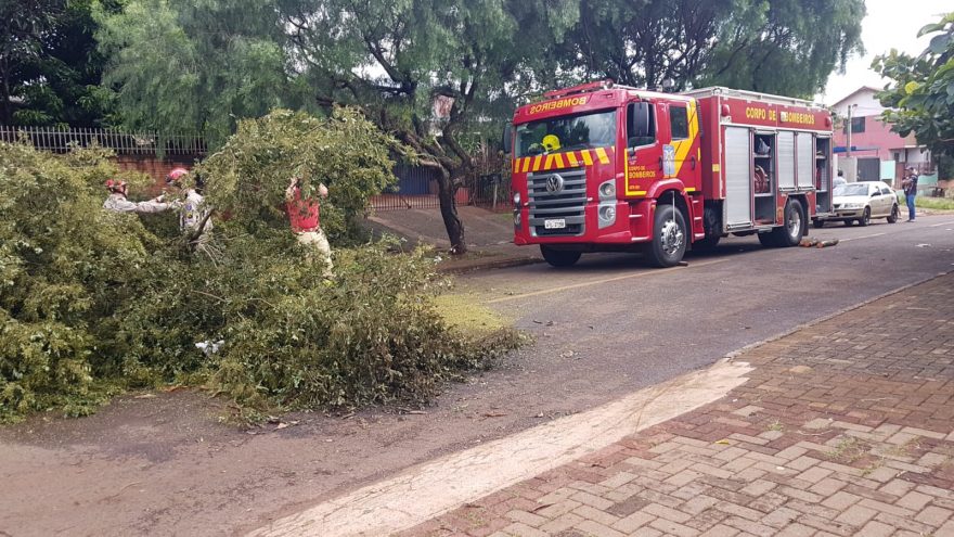 Bombeiros são mobilizados para fazer corte de árvore no XIV de Novembro
