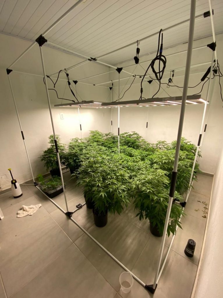Polícia Civil cumpre mandado de prisão e localiza estufa de maconha em Palhoça