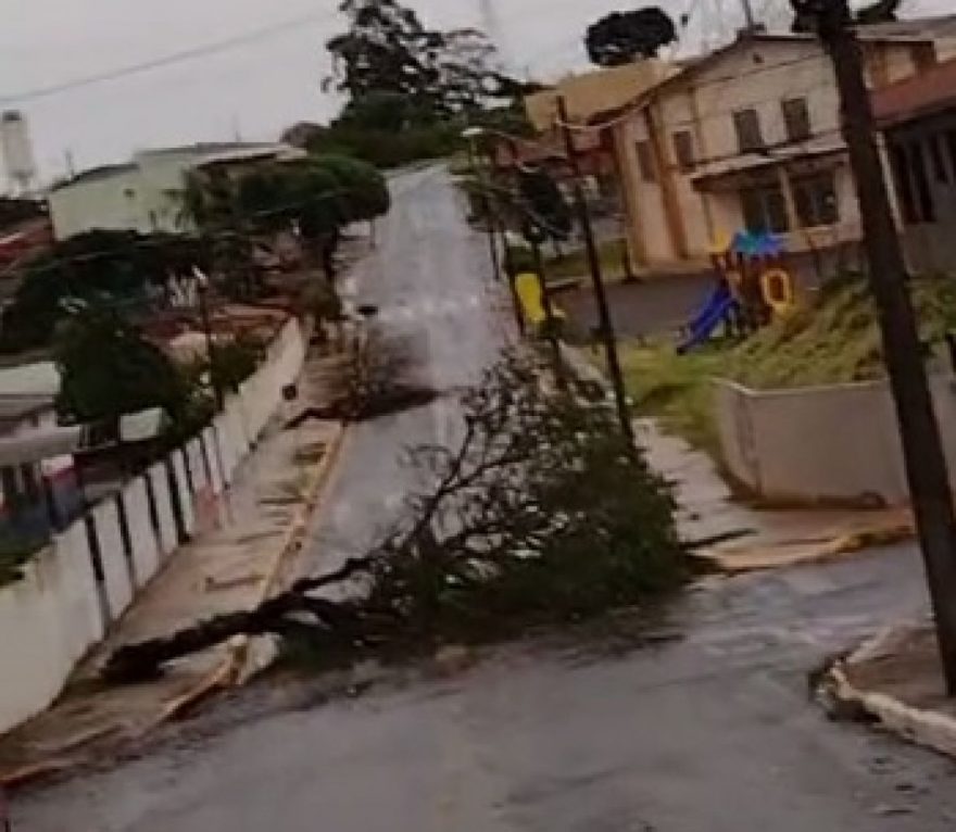 Chuva provoca quedas de árvores em ruas de Apucarana; Veja
