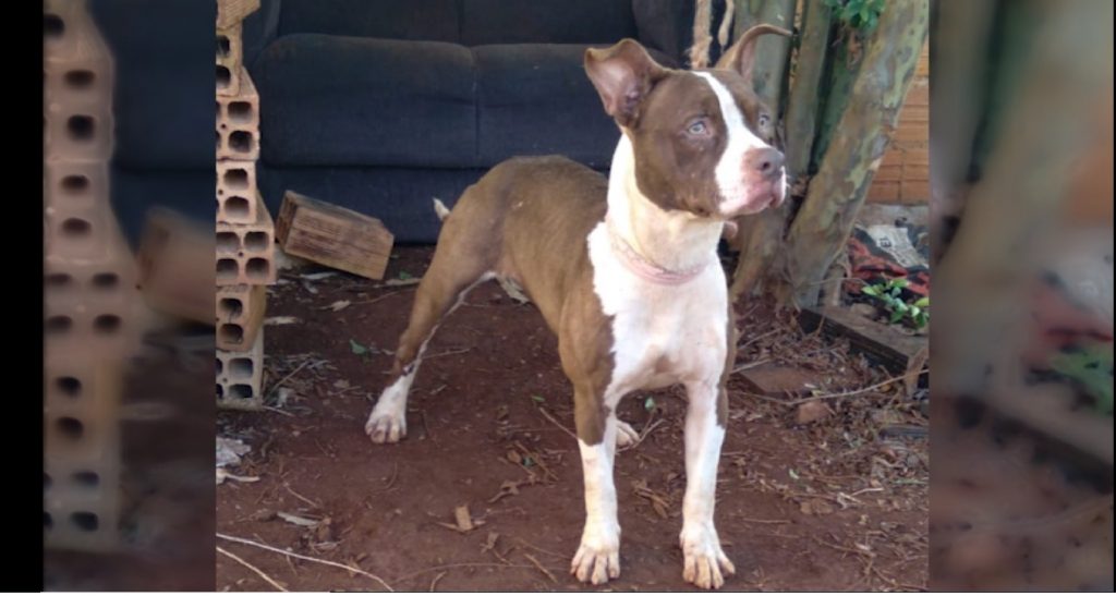 Criança procura pelo Cachorrinho que fugiu