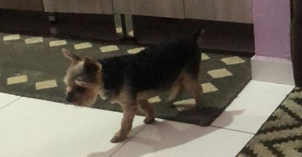 Internauta procura por cachorrinha que sumiu no Parque do Ipês Internauta procura por cachorrinha que sumiu no Parque do Ipês