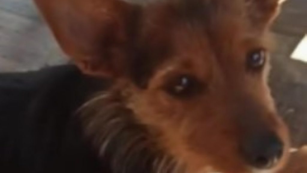 Cachorrinha “Pitucha” foge com medo do temporal no Bairro Pacaembu