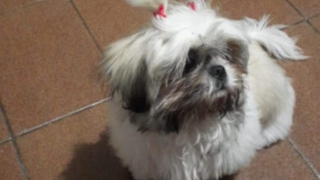 Cachorrinha “Mel” está perdida e donos oferecem recompensa para quem encontrá-la