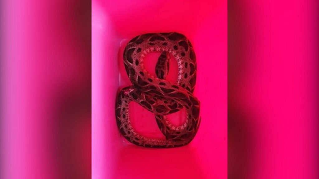 Cobra é encontrada perto do Ecopark Oeste; moradores reclamam de mato alto no local Cobra é encontrada perto do Ecopark Oeste; moradores reclamam de mato alto no local