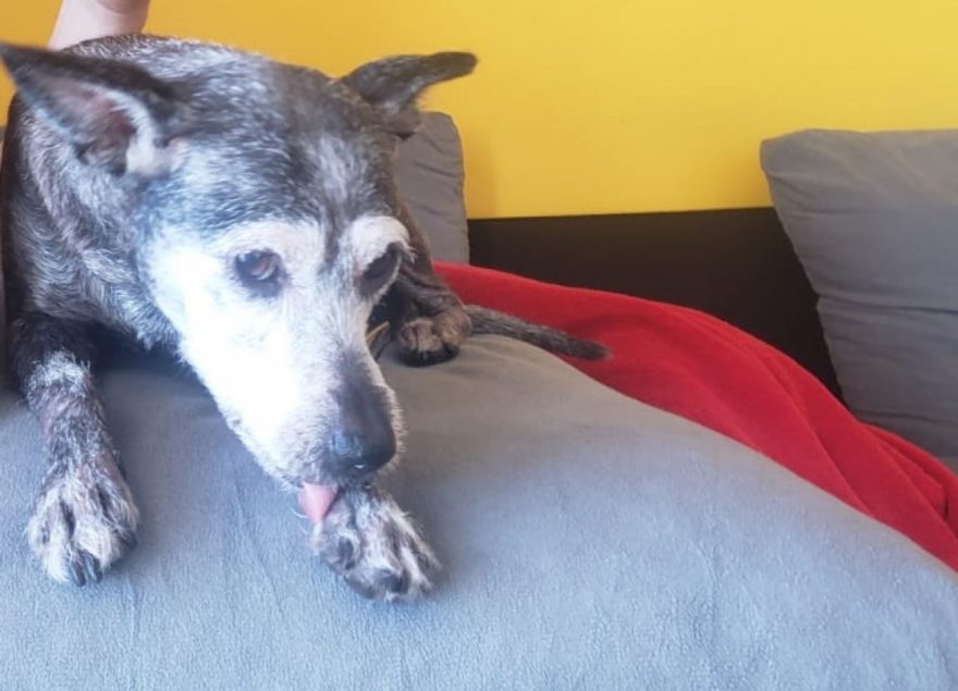 Câmera flagra ataque de Pitbull em Apucarana; assista