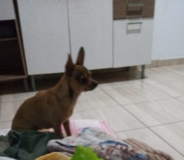 Sabrina desapareceu no Santa Cruz e família pede ajuda para encontrá-la Imagem referente a Sabrina desapareceu no Santa Cruz e família pede ajuda para encontrá-la