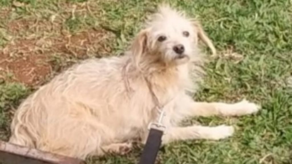 Donos procuram por cachorro que sumiu no Bairro Neva