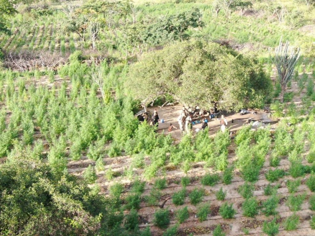 PF erradica cerca de 85 mil pés de maconha na Bahia