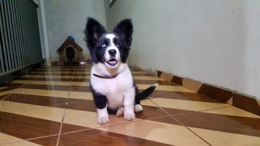 “Ela disse que ele está vegetando”, diz dona de cão sobre ameaças de protetora para tirar animal da família